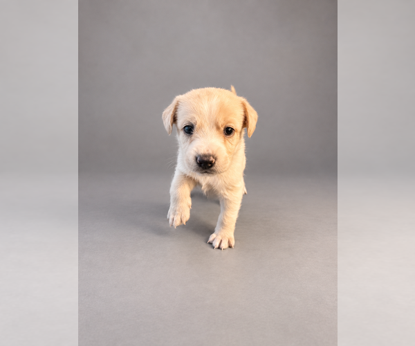 Medium Photo #20 Alaskan Husky-Cock-A-Poo Mix Puppy For Sale in YONKERS, NY, USA