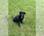 Small #9 German Shepherd Dog