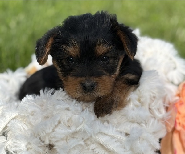 Medium Photo #13 Yorkshire Terrier Puppy For Sale in ROCK STREAM, NY, USA