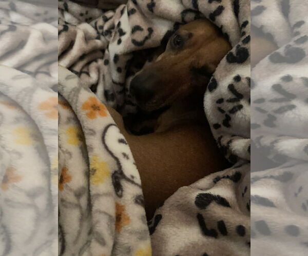 Medium Photo #2 Dachshund Puppy For Sale in Los Angeles, CA, USA