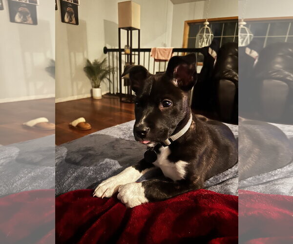 Medium Photo #4 Mutt Puppy For Sale in St. Louis Park, MN, USA
