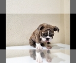Small Photo #2 English Bulldog Puppy For Sale in BAKERSFIELD, CA, USA