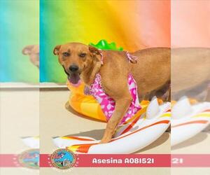 Labrador Retriever-Unknown Mix Dogs for adoption in Mobile, AL, USA