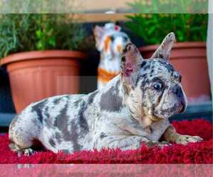 Mother of the French Bulldog puppies born on 10/17/2025