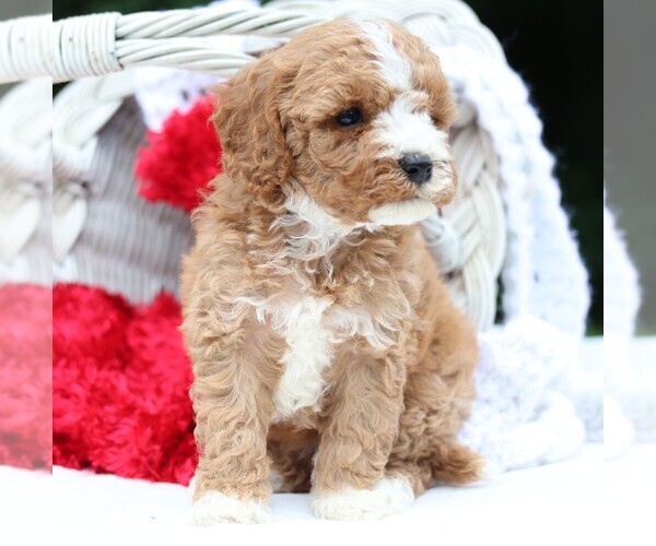 Medium Photo #6 Cavapoo Puppy For Sale in JONES, MI, USA