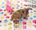 Small #6 ShihPoo