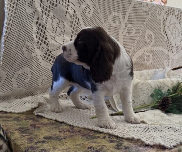Medium Photo #3 English Springer Spaniel Puppy For Sale in OWEN, WI, USA