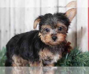 Yorkshire Terrier Puppy for sale in MOUNT VERNON, OH, USA