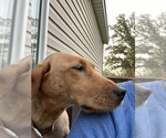 Small Photo #1 Labrador Retriever Puppy For Sale in BROWERVILLE, MN, USA