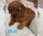 Puppy 5 Goldendoodle (Miniature)