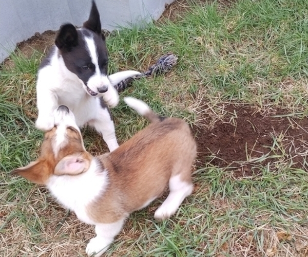 Medium Photo #24 Border Collie-Pembroke Welsh Corgi Mix Puppy For Sale in CHILOQUIN, OR, USA