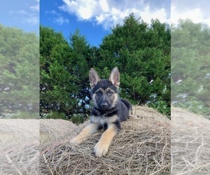 German Shepherd Dog Puppy for Sale in LATTA, South Carolina USA
