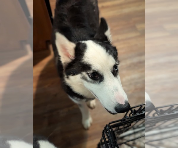 Medium Photo #19 Siberian Husky Puppy For Sale in Holly Springs, NC, USA