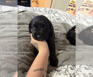 Labradinger Puppy for sale in SPARTA, WI, USA