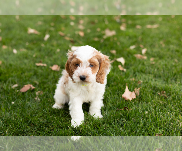 Medium Photo #1 Cocker Spaniel-Poodle (Miniature) Mix Puppy For Sale in NAPPANEE, IN, USA