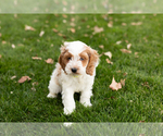 Small Cocker Spaniel-Poodle (Miniature) Mix