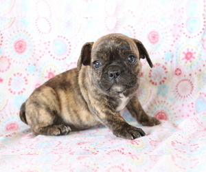French Bulldog Puppy for sale in SHILOH, OH, USA