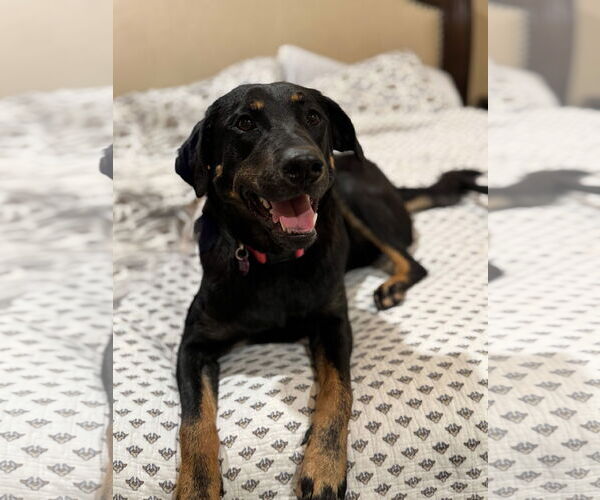 Medium Photo #16 Labrottie Puppy For Sale in Fort Worth, TX, USA