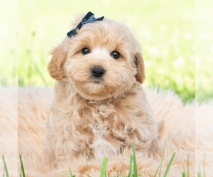 Medium Maltipoo (Toy)