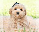 Puppy Atticus Maltipoo (Toy)
