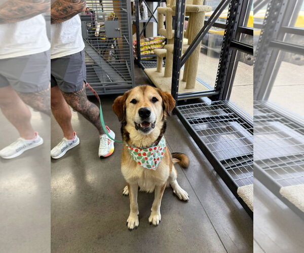 Medium Photo #5 German Shepherd Dog-Great Pyrenees Mix Puppy For Sale in Croydon, NH, USA