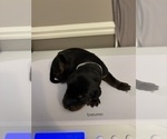 Small #4 Doberman Pinscher