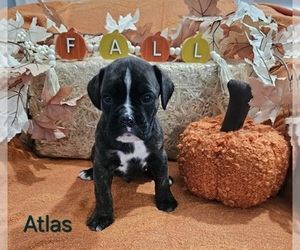 Boxer Puppy for sale in HILLSBORO, MO, USA