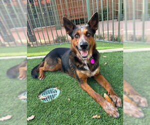 Australian Shepherd-German Shepherd Dog Mix Dogs for adoption in Marina Del Rey, CA, USA