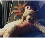 Puppy Dolly Labradoodle