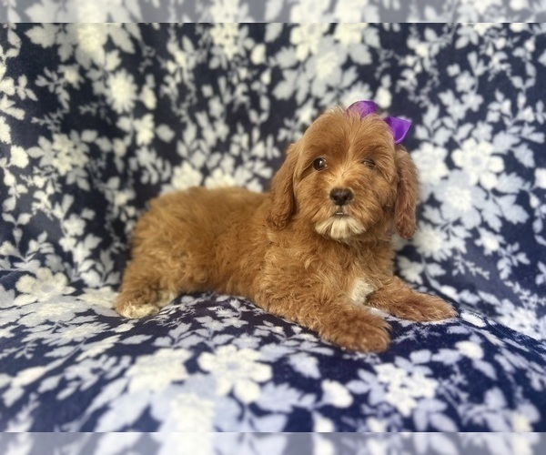 Medium Photo #3 Cock-A-Poo Puppy For Sale in LAKELAND, FL, USA