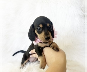 Dachshund Puppy for Sale in DAVIS, California USA