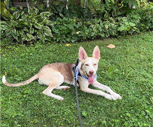Puppiccino - Female Siberian Husky-Unknown Mix Dog for Adoption - Photo #2
