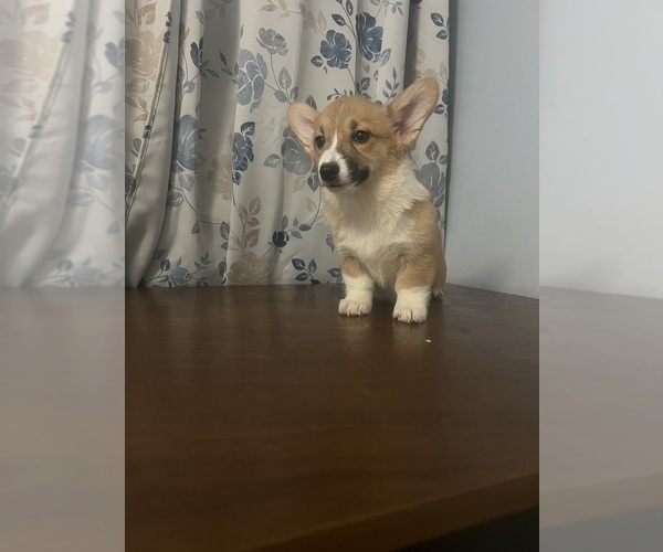 Medium Photo #58 Pembroke Welsh Corgi Puppy For Sale in DURHAM, CT, USA