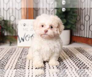 Shih-Poo Puppy for sale in NAPLES, FL, USA