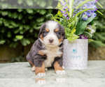 Puppy Peanut Bernese Mountain Dog