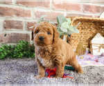 Small #8 Goldendoodle