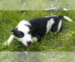 Small #2 Border Collie Mix