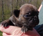 Small Photo #5 Buggs Puppy For Sale in WEST PLAINS, MO, USA