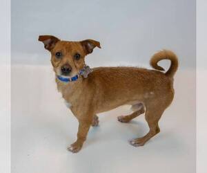 Norman - Male Chihuahua-Unknown Mix Dog for Adoption - Photo #6