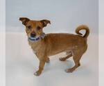 Small Photo #6 Chihuahua-Unknown Mix Puppy For Sale in Kennesaw, GA, USA