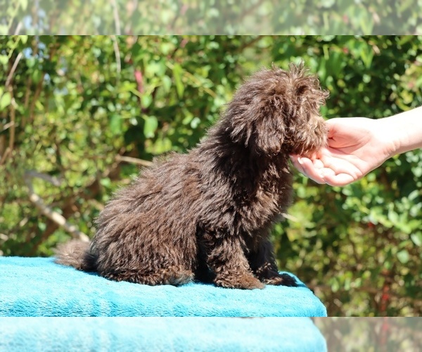 Medium Photo #5 ShihPoo Puppy For Sale in DYERSBURG, TN, USA