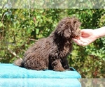 Small #4 ShihPoo