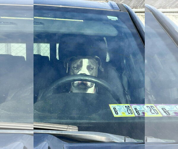 Medium Photo #5 American Pit Bull Terrier Puppy For Sale in Uwchlan, PA, USA