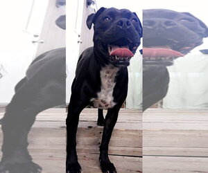 Peach - Female Boxer-Unknown Mix Dog for Adoption - Photo #5