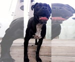 Small #4 Boxer Mix
