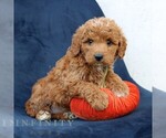 Legend - Male Goldendoodle (Miniature) Puppy for Sale - Photo #2