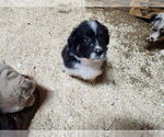 Small Australian Shepherd