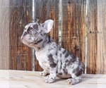 Small Photo #2 French Bulldog Puppy For Sale in BEVERLY HILLS, CA, USA
