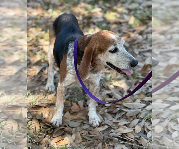 Medium Photo #4 Beagle Puppy For Sale in Dunnellon, FL, USA
