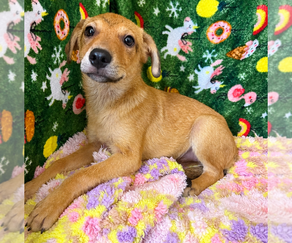 Medium Photo #1 Jack Russell Terrier-Unknown Mix Puppy For Sale in Oakhurst, NJ, USA